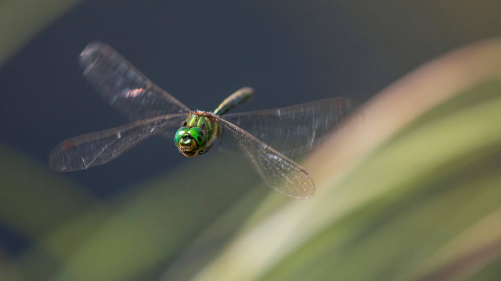 Dragonfly of 2023: 'a loser from climate change'