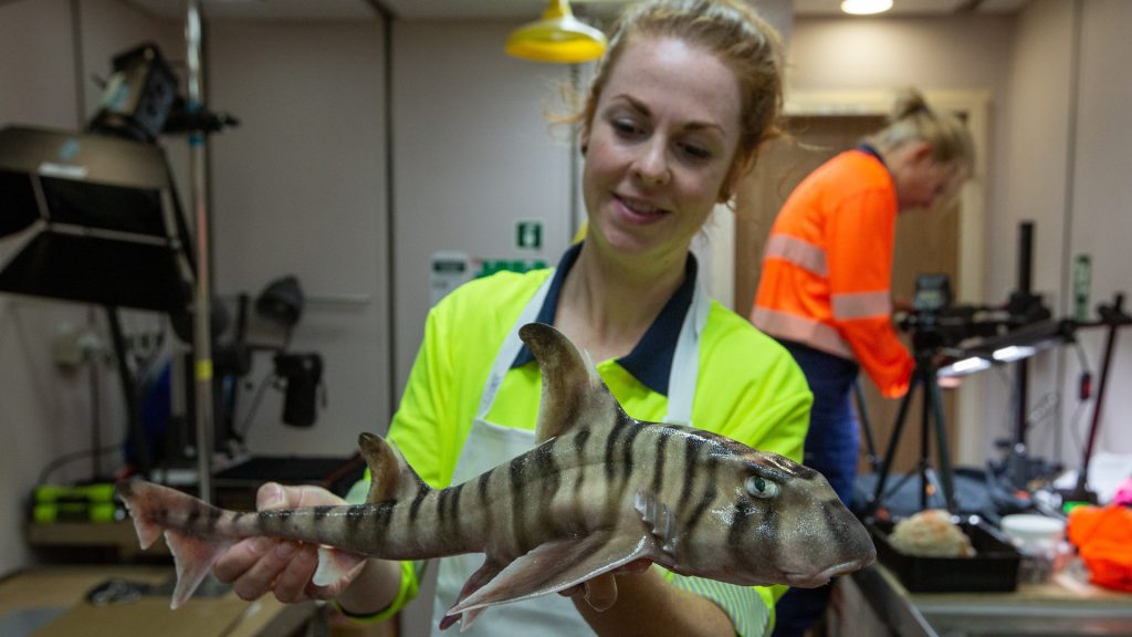 Previously unknown species: New sharks have been discovered off Australia