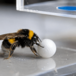 Bumblebees Show Problem-Solving Skills Once Thought Limited to Larger-Brained Animals